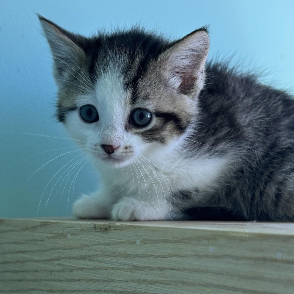 Enlarge Setting Spray, a Adoptable Domestic Short Hair in Marion, VA image 2/5