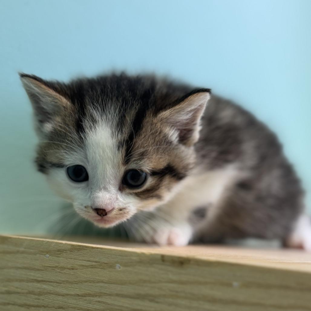 Enlarge Setting Spray, a Adoptable Domestic Short Hair in Marion, VA image 3/5