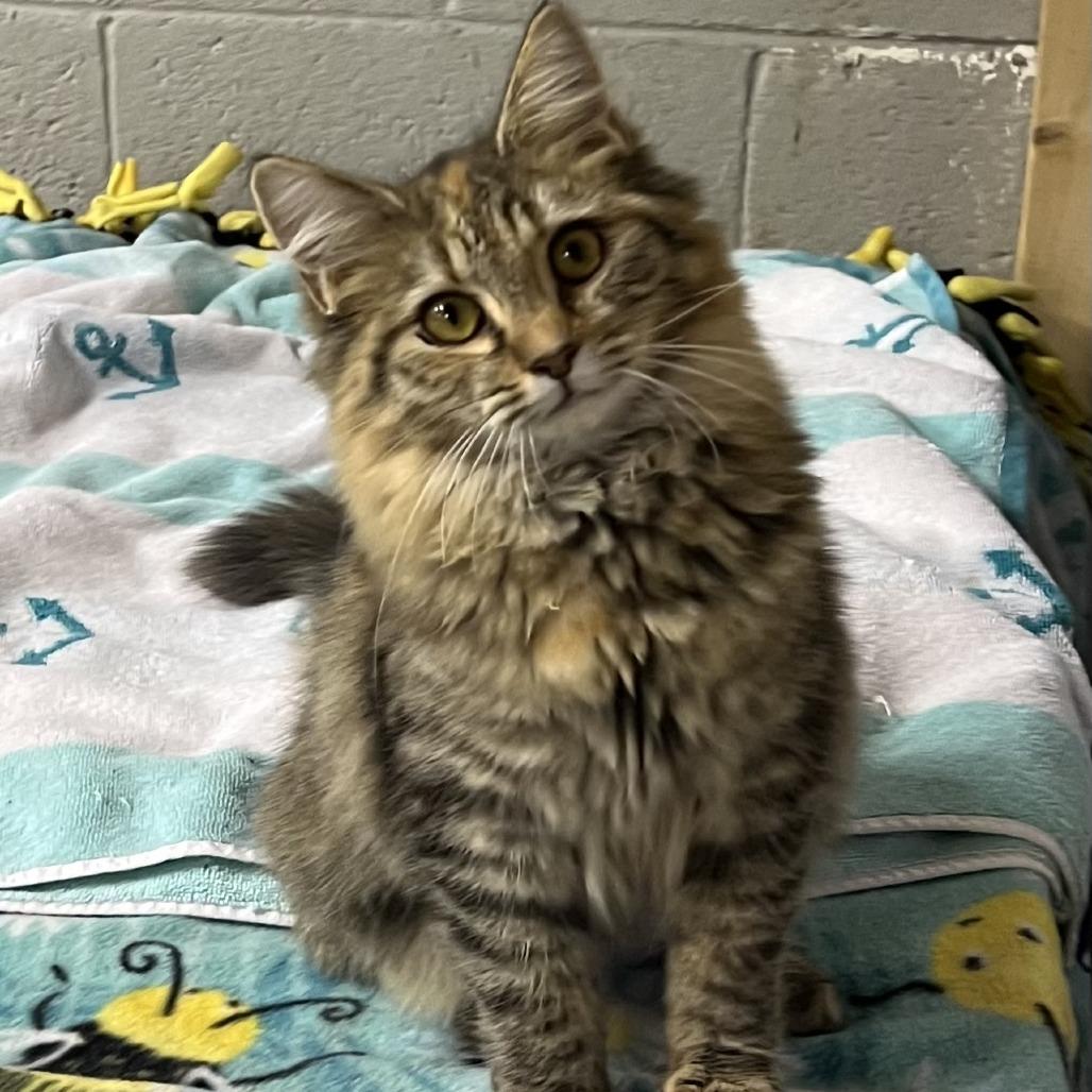 Enlarge Minnie, a Adoptable Domestic Medium Hair in Pittsburgh, PA image 1/1