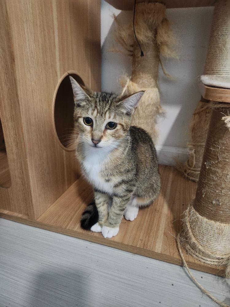 Enlarge Pirate, an adopted Domestic Short Hair in Windham, NH image 6/6