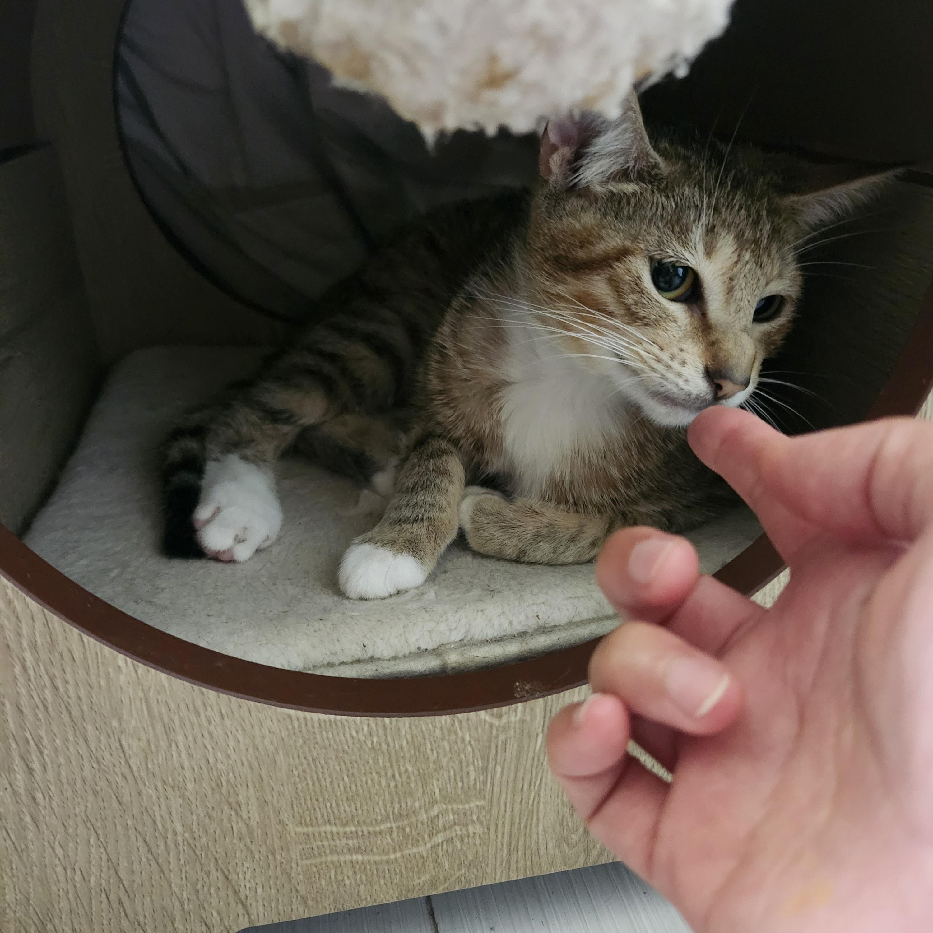 Enlarge Pirate, an adopted Domestic Short Hair in Windham, NH image 4/6