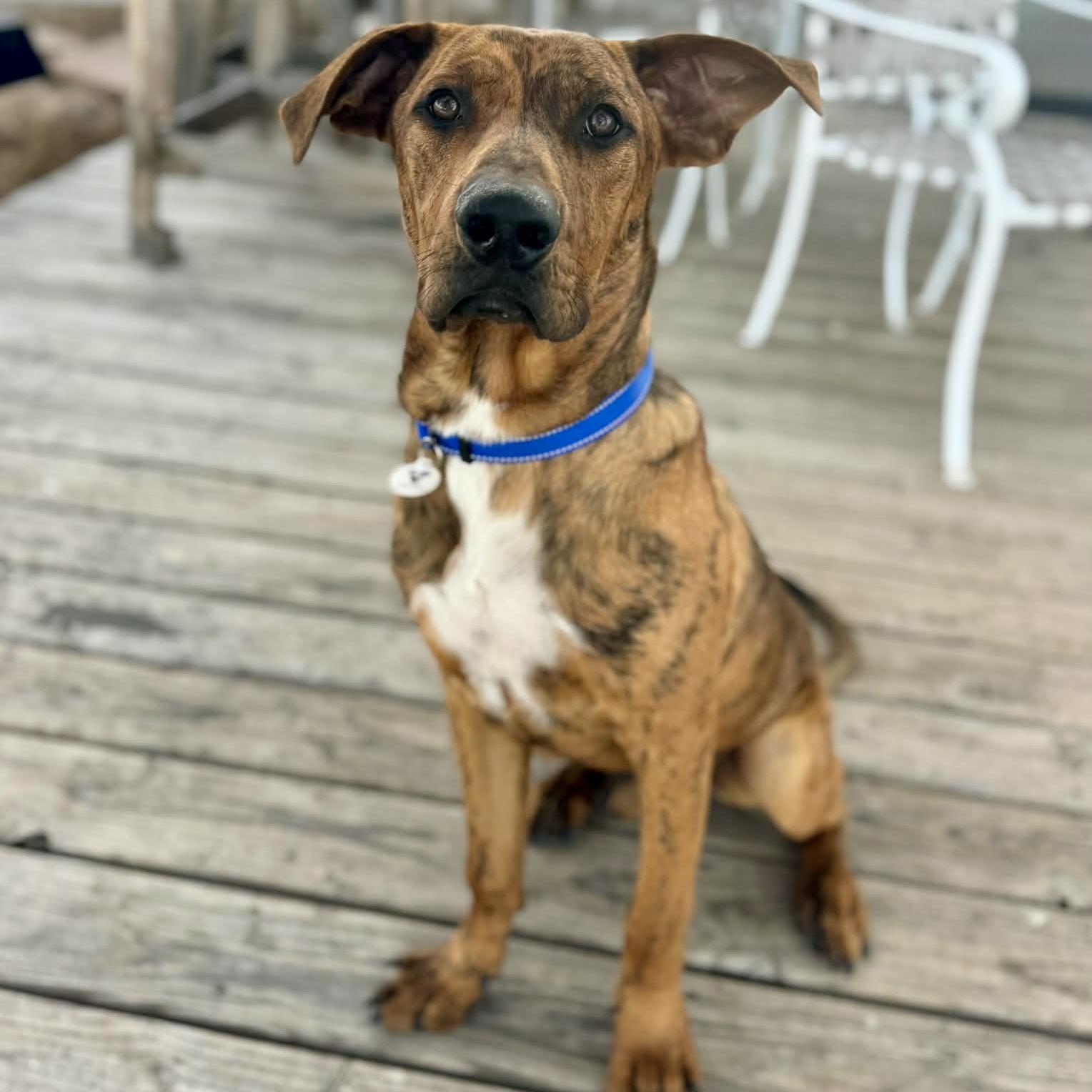 Nick, ADOPTABLE, Young Male Great Dane & Labrador Retriever.