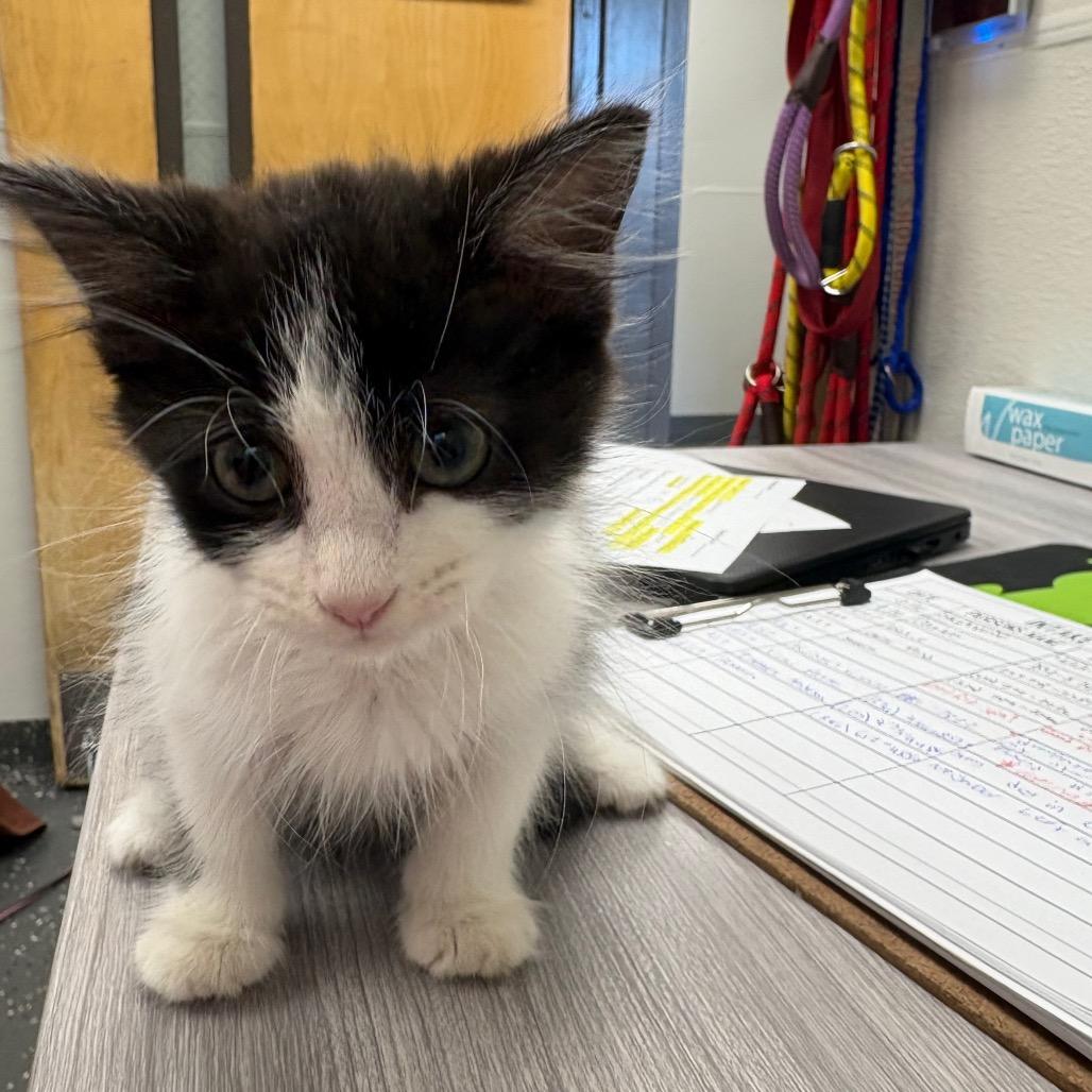 Donna, Adoptable, Kitten Female Domestic Long Hair.