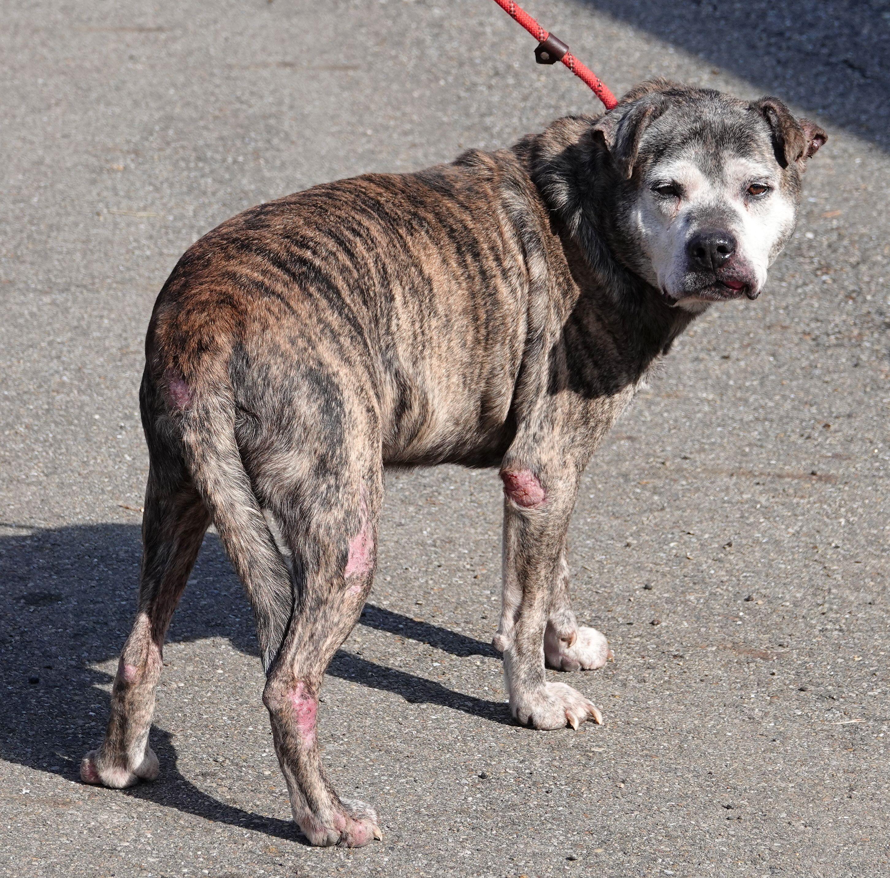 Enlarge Steel, a Adoptable mixed breed in Millfield, OH image 6/6
