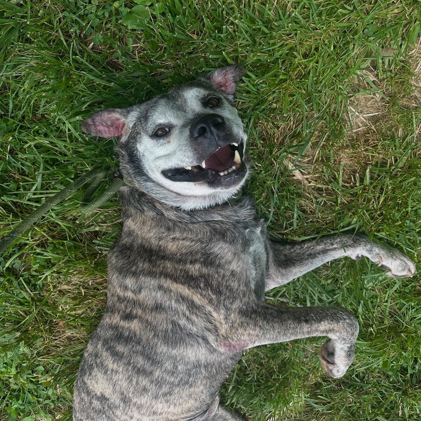 Enlarge Steel, a Adoptable mixed breed in Millfield, OH image 3/6