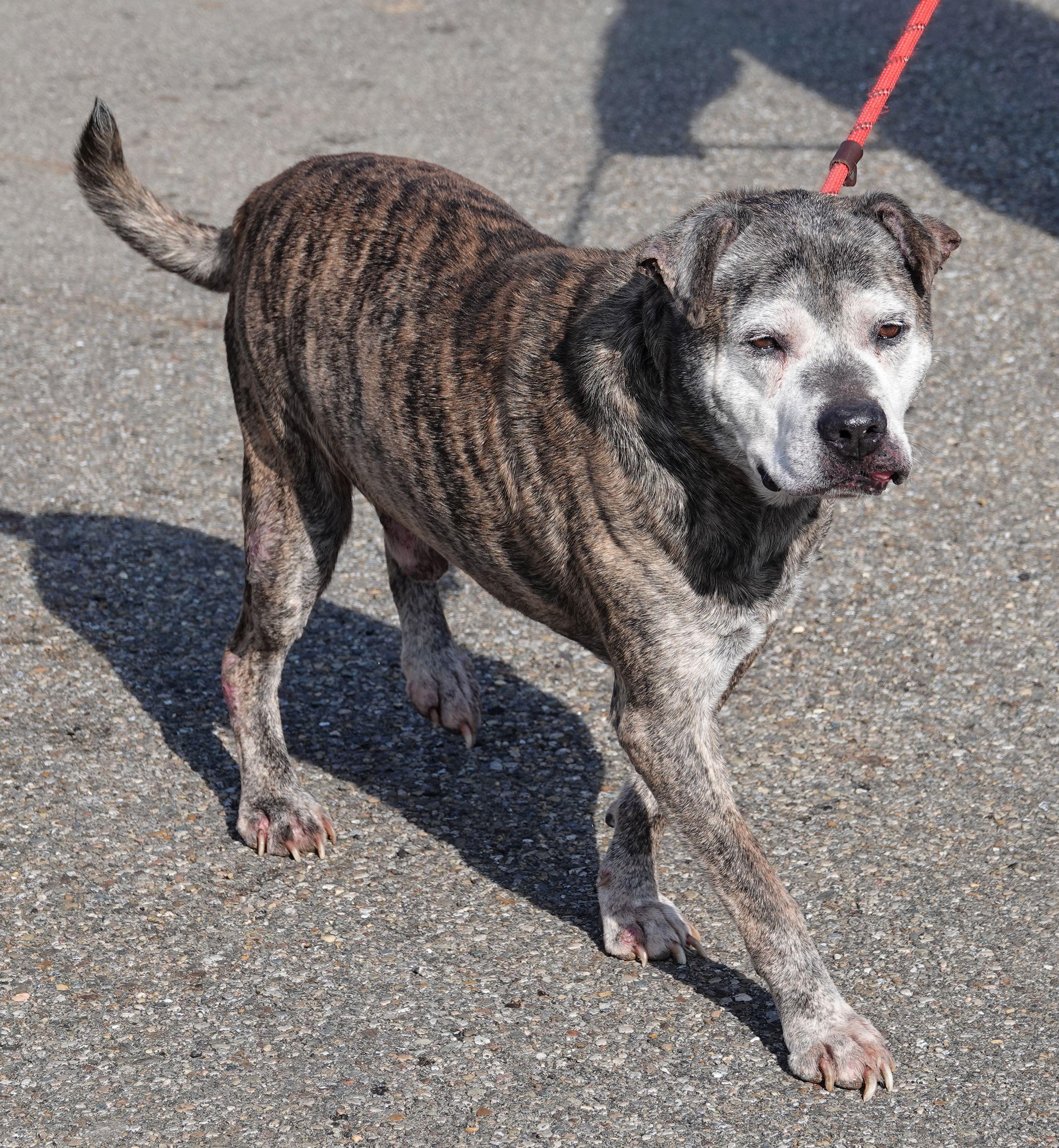 Enlarge Steel, a Adoptable mixed breed in Millfield, OH image 4/6