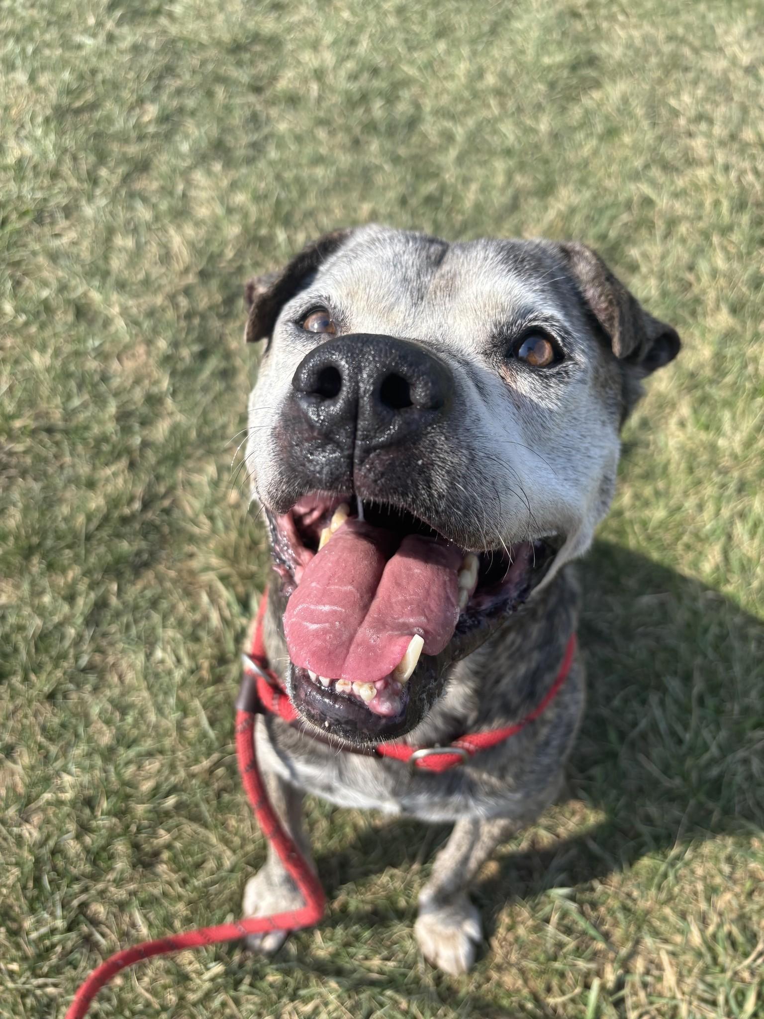 Steel, Adoptable, Senior Male Terrier.
