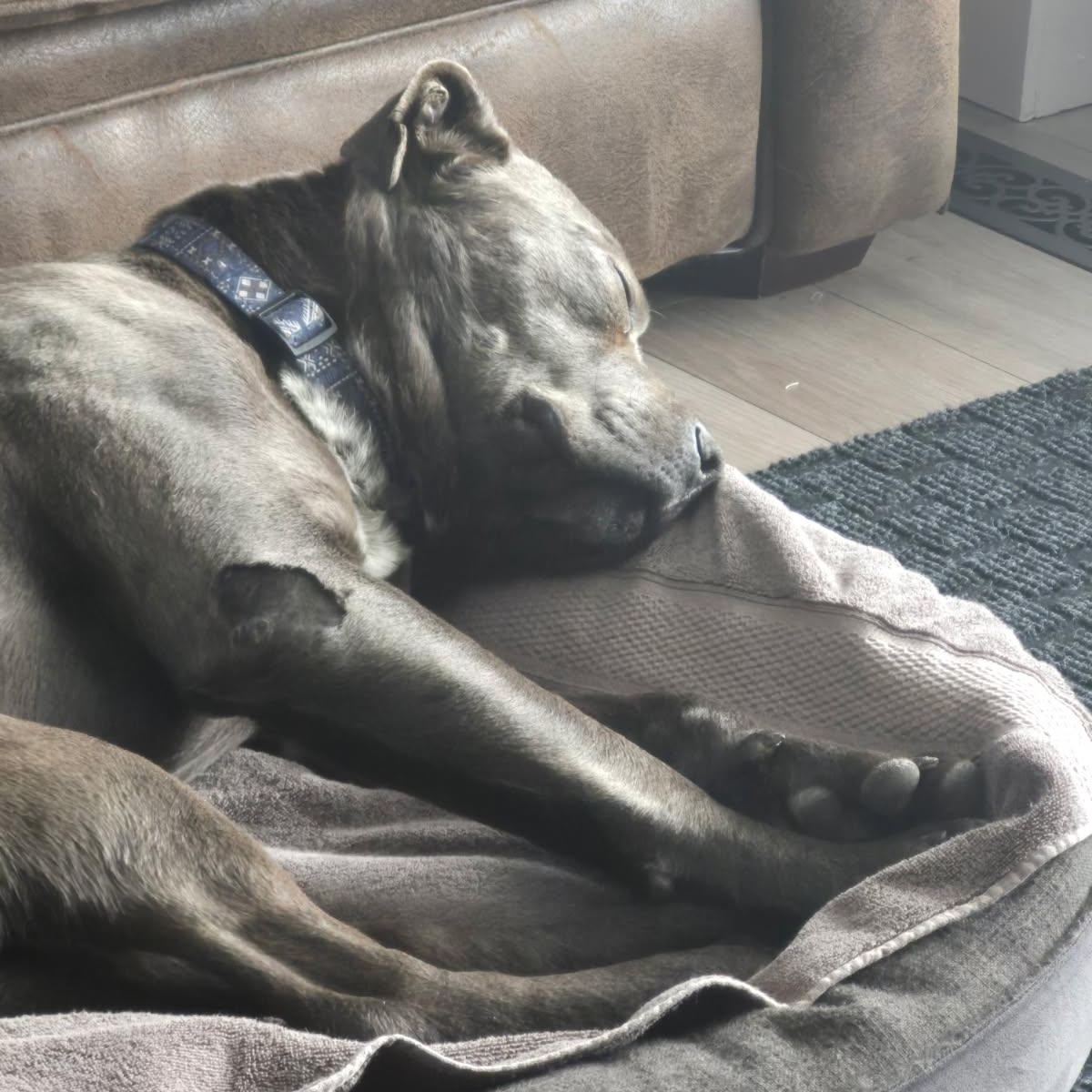 Enlarge Myles, a ADOPTABLE mixed breed in Edmonton, AB image 5/6