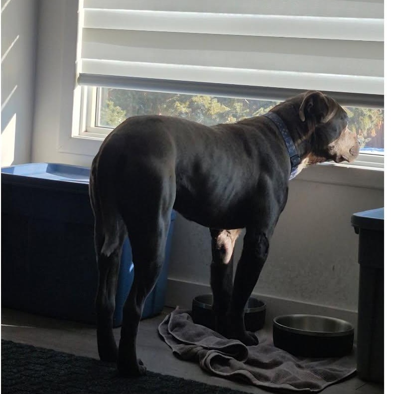 Enlarge Myles, a ADOPTABLE mixed breed in Edmonton, AB image 6/6