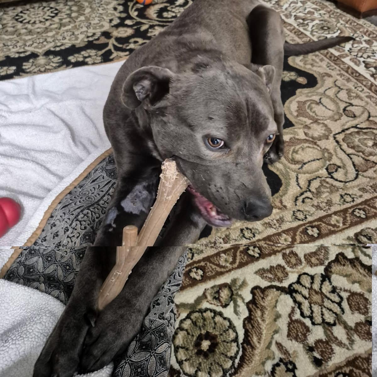 Enlarge Myles, a ADOPTABLE mixed breed in Edmonton, AB image 4/6