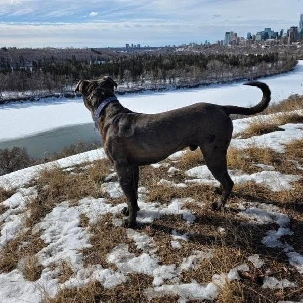 Enlarge Myles, a ADOPTABLE mixed breed in Edmonton, AB image 3/6