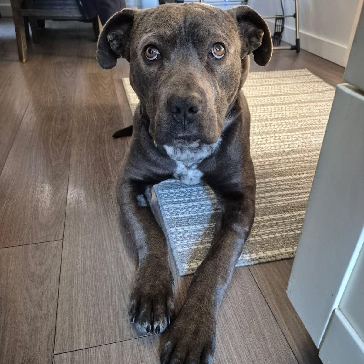 Enlarge Myles, a ADOPTABLE mixed breed in Edmonton, AB image 2/6