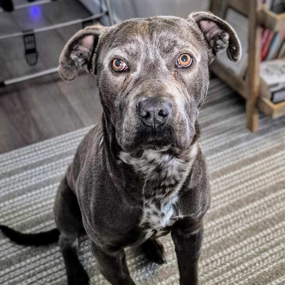 Enlarge Myles, a ADOPTABLE mixed breed in Edmonton, AB image 1/6