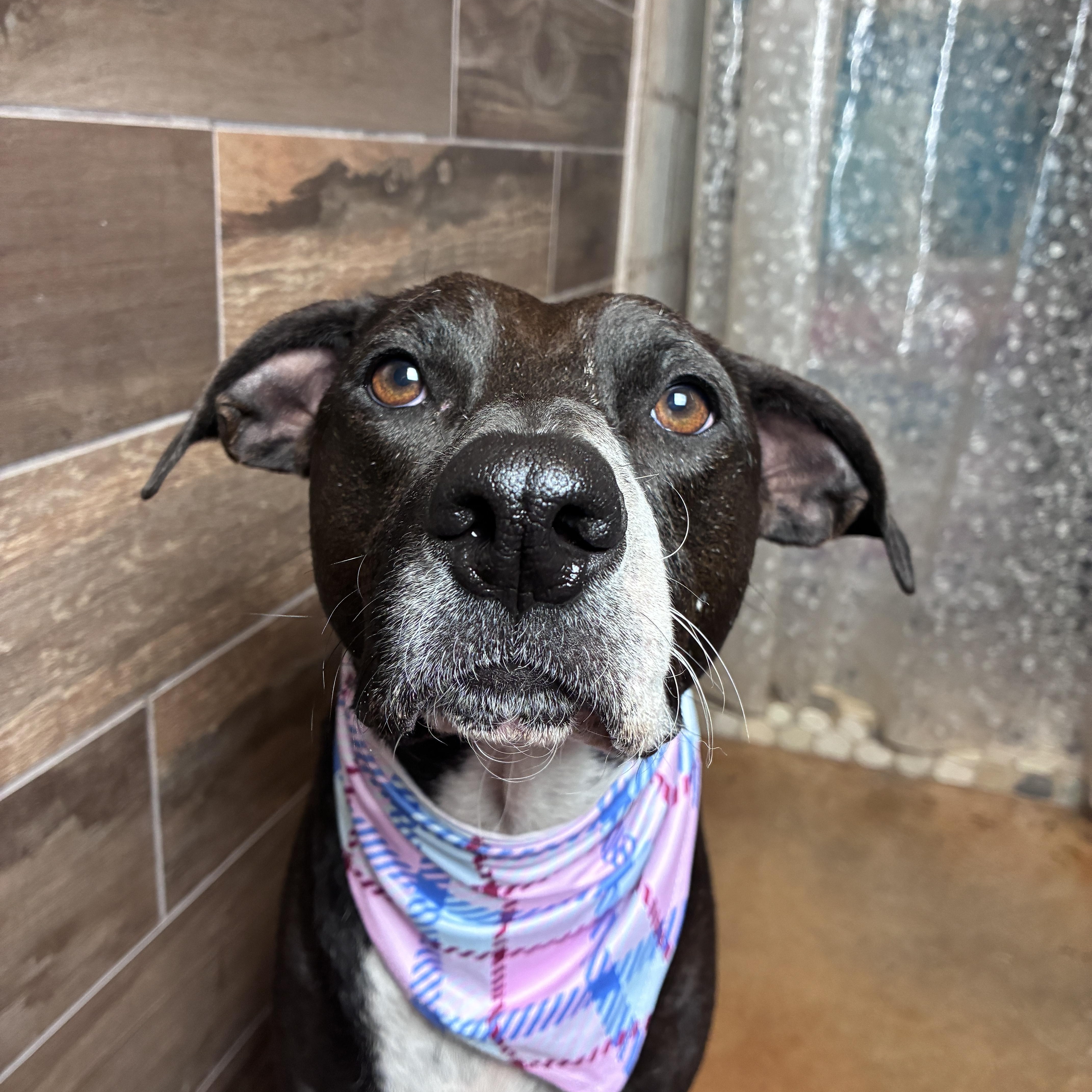 Mia, Adoptable, Adult Female Mixed Breed.