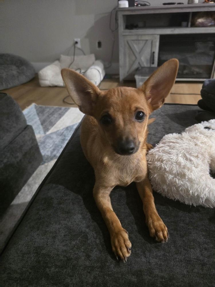 Enlarge Tito, a Adoptable Chihuahua in Orlando, FL image 1/3