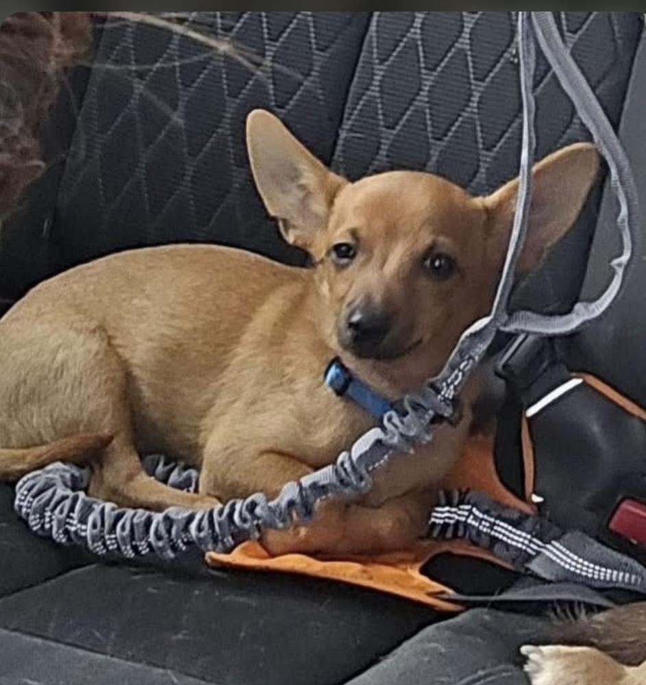 Enlarge Tito, a Adoptable Chihuahua in Orlando, FL image 2/3