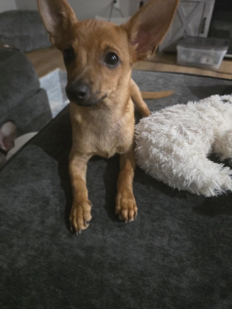 Enlarge Tito, a Adoptable Chihuahua in Orlando, FL image 3/3