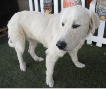 Princess, Adoptable, Adult Female Great Pyrenees.