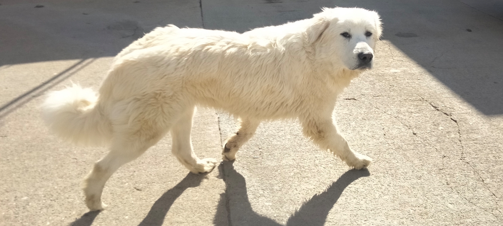 Princess, a Adoptable Great Pyrenees in San Bernardino, CA image 2/4