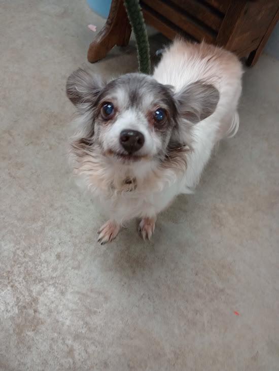 Chloe, Adoptable, Senior Female Chinese Crested Dog & Chihuahua.