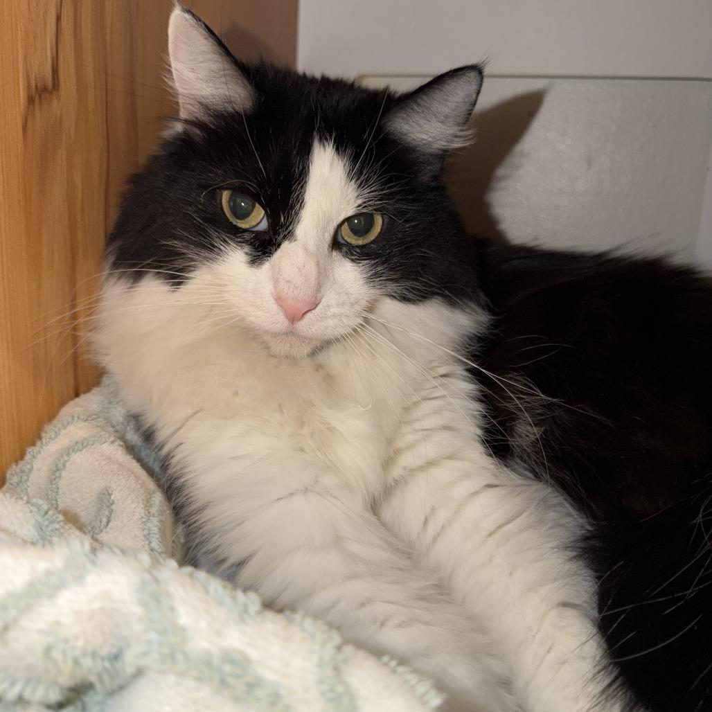 Enlarge Raj, a Adoptable Domestic Long Hair in Las Vegas, NV image 2/3