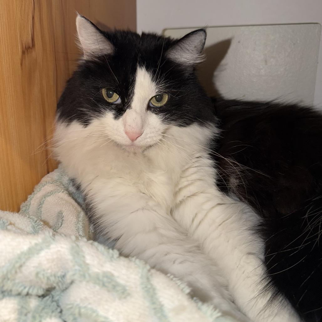 Enlarge Raj, a Adoptable Domestic Long Hair in Las Vegas, NV image 3/3