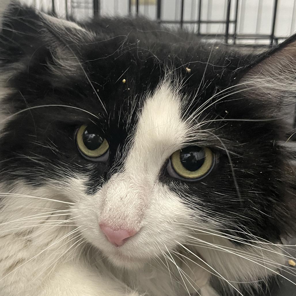 Raj, a Adoptable Domestic Long Hair in Las Vegas, NV image 2/2