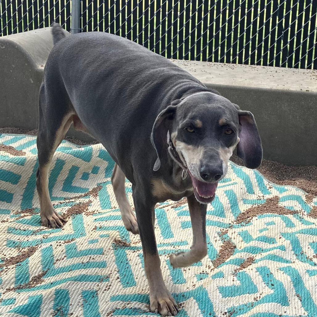 Isabelle, Adoptable, Adult Female Doberman Pinscher.