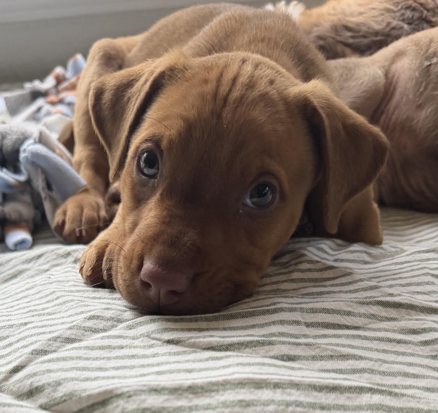 Snappy (Toy Story 5), a Adoptable mixed breed in Redwood City, CA image 1/3