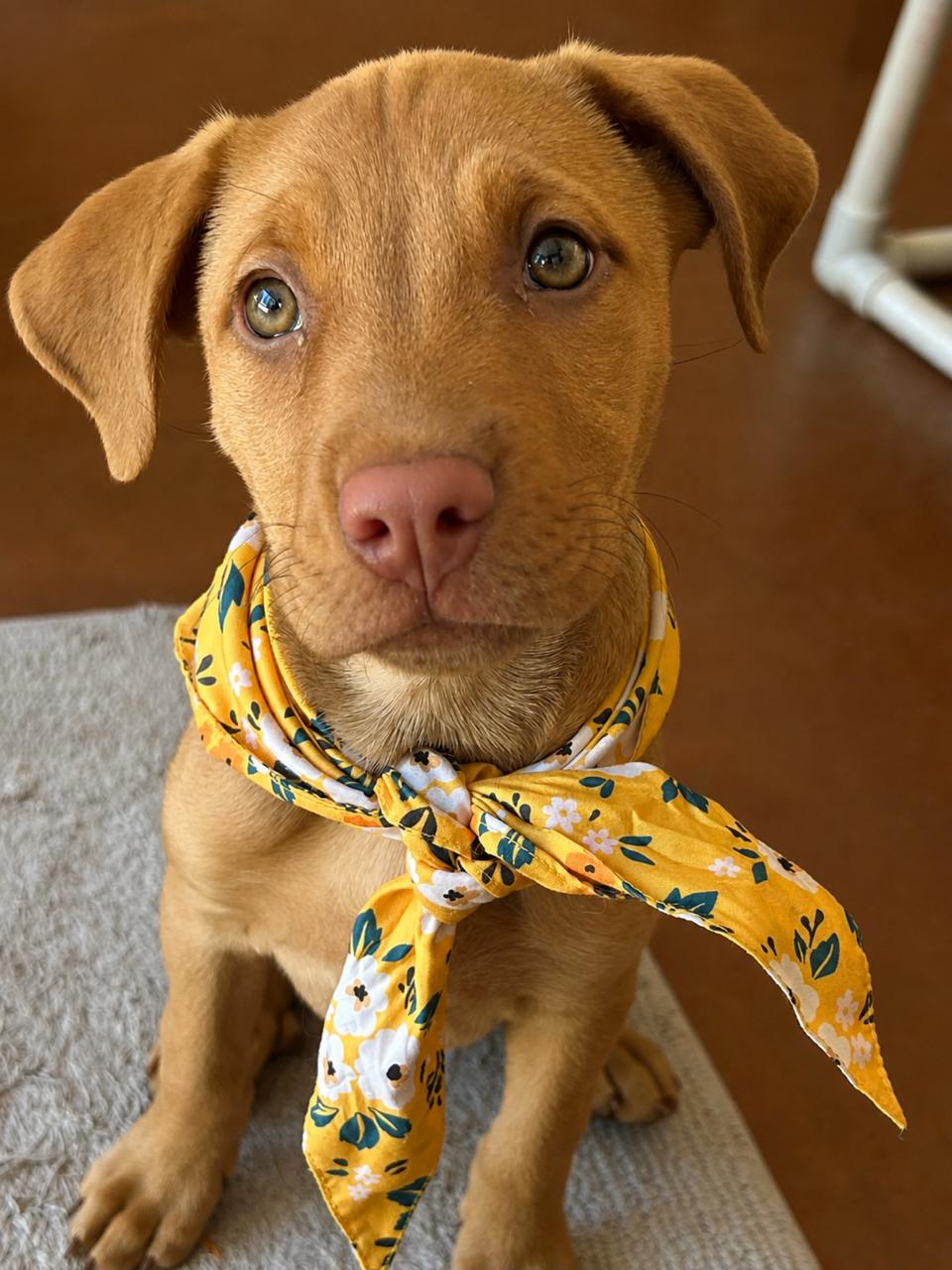 Buttercup (Toy Story 5), Adoptable, Puppy Female Shepherd.