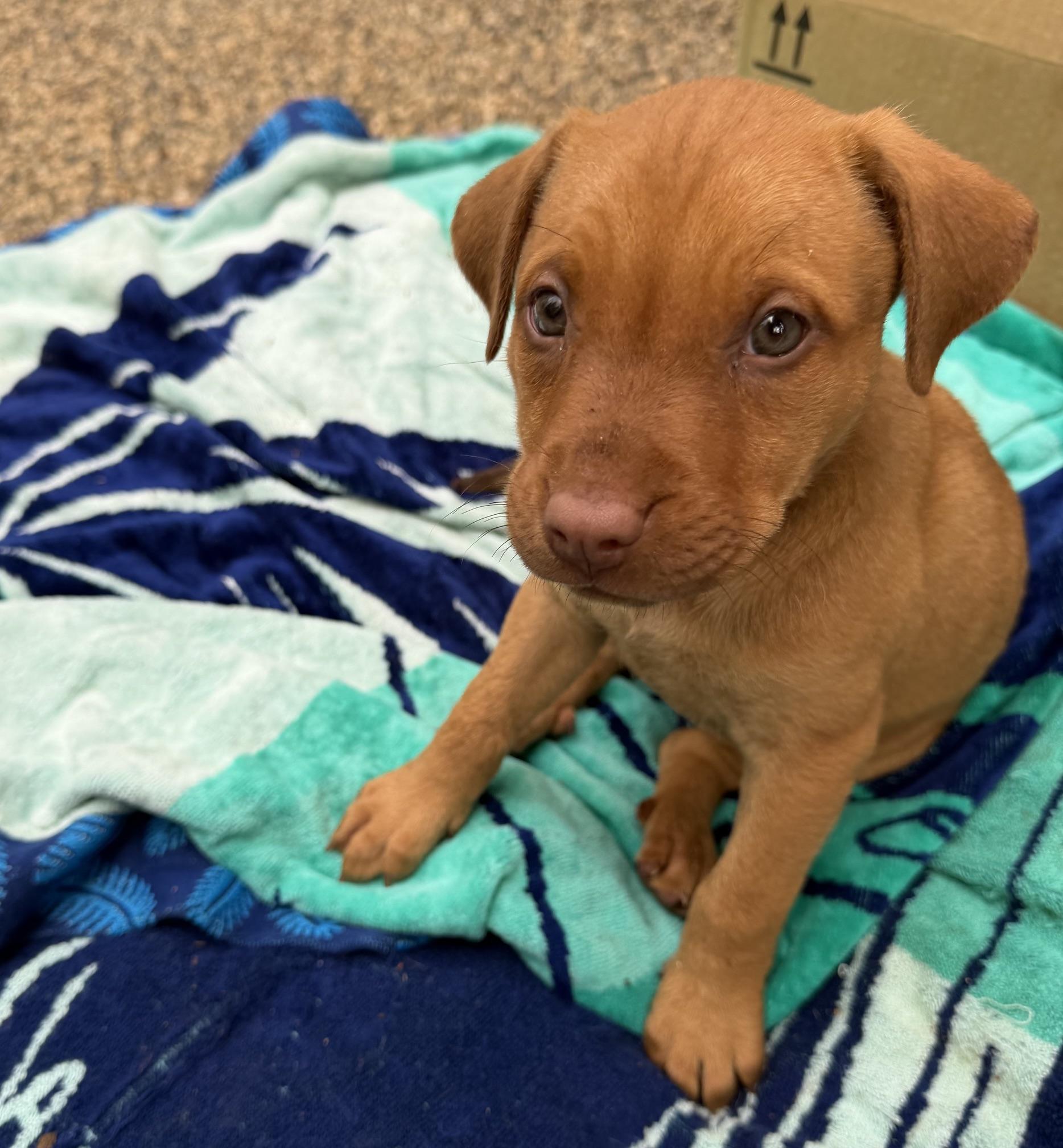 Snappy (Toy Story 5), a Adoptable mixed breed in Redwood City, CA image 2/3