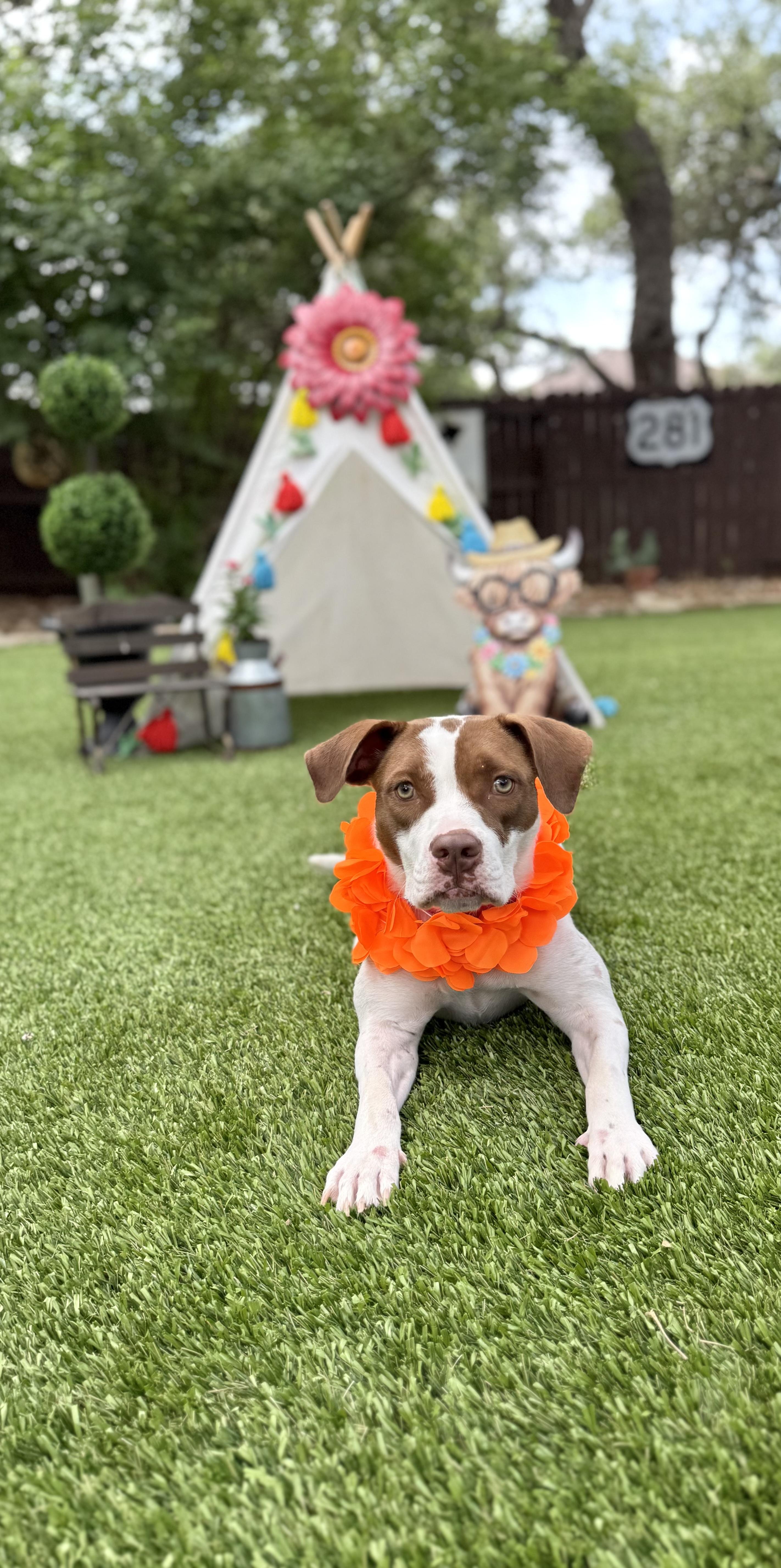 Enlarge Helga, a Adoptable American Staffordshire Terrier in Mico, TX image 6/6