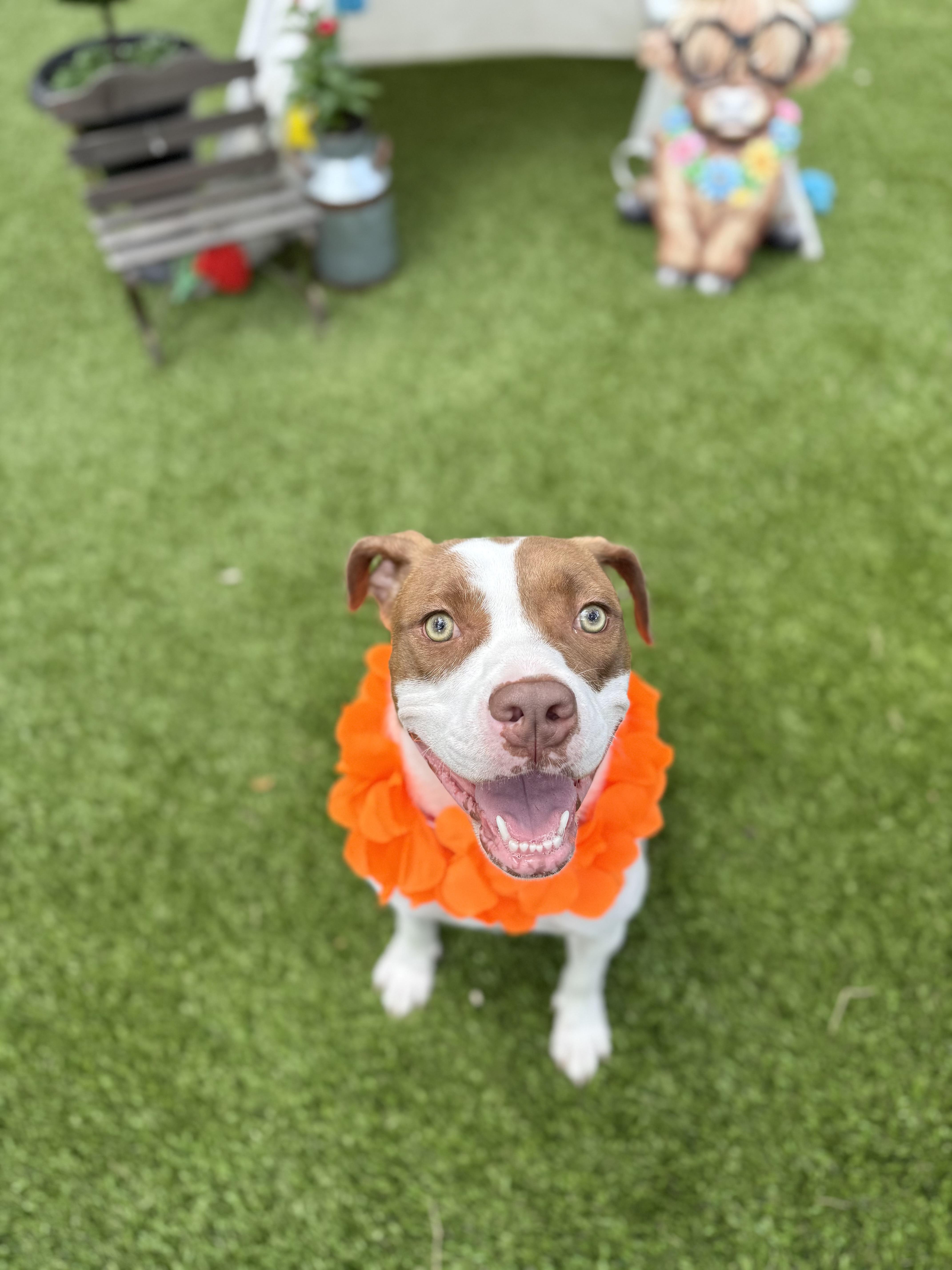 Enlarge Helga, a Adoptable American Staffordshire Terrier in Mico, TX image 5/6