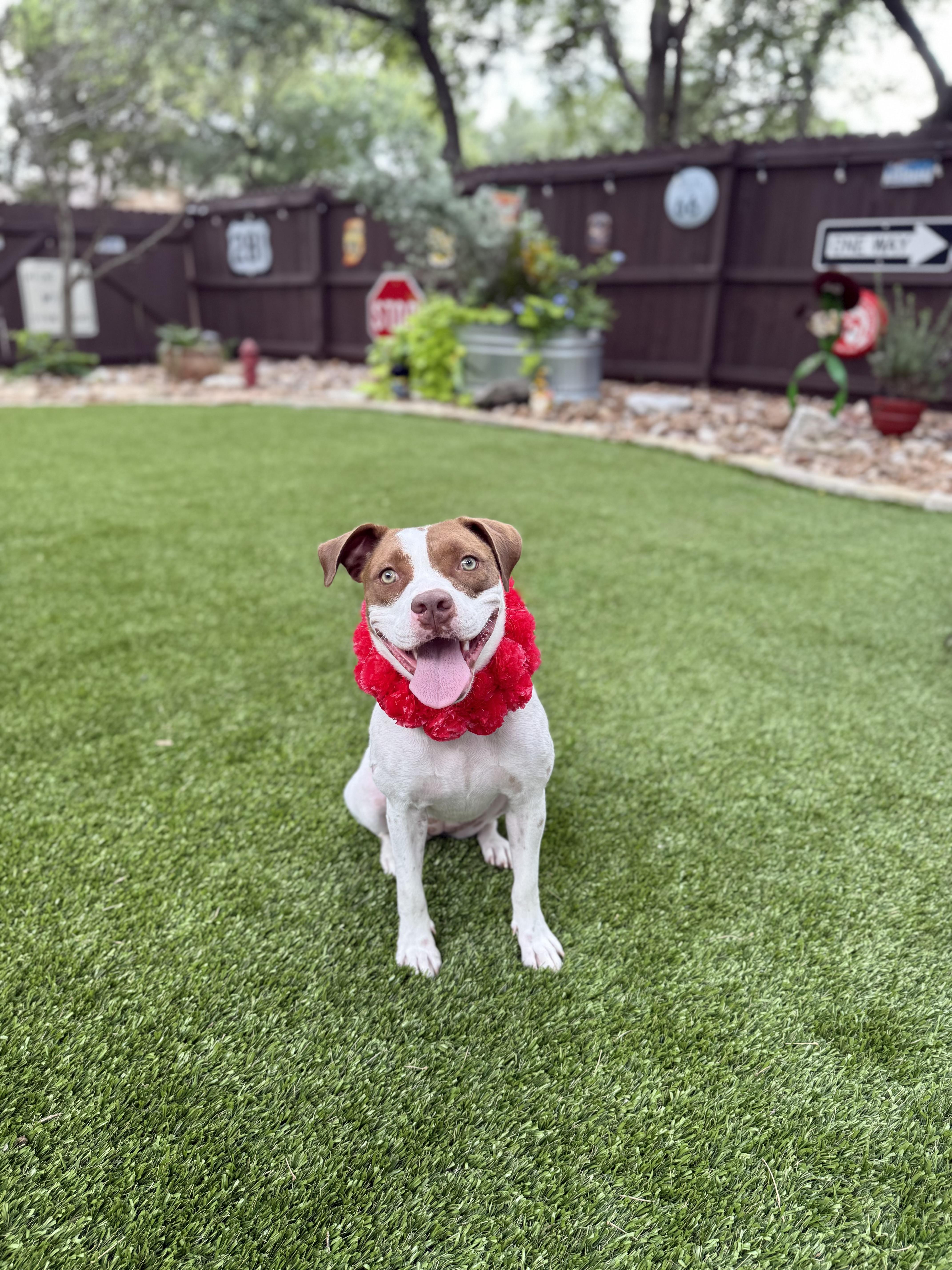 Enlarge Helga, a Adoptable American Staffordshire Terrier in Mico, TX image 3/6