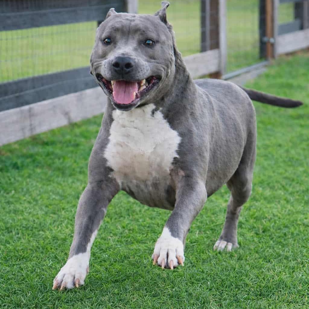 PRINCESSA, Adoptable, Adult Female Pit Bull Terrier.