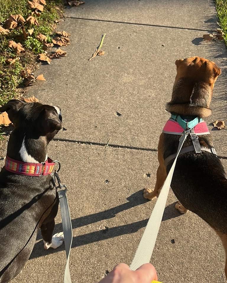 Enlarge Mable, a Adoptable mixed breed in Kokomo, IN image 8/12