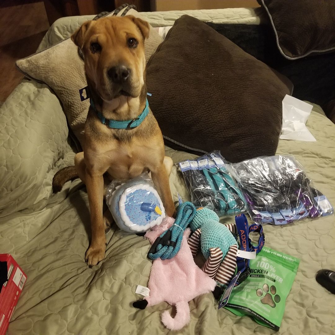 Enlarge Mable, a Adoptable mixed breed in Kokomo, IN image 9/12