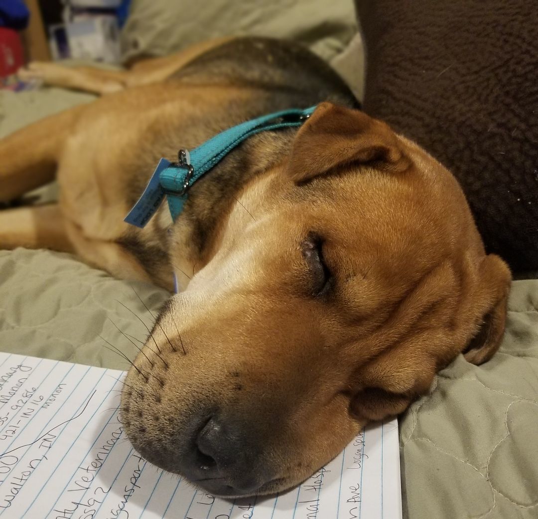 Enlarge Mable, a Adoptable mixed breed in Kokomo, IN image 10/12