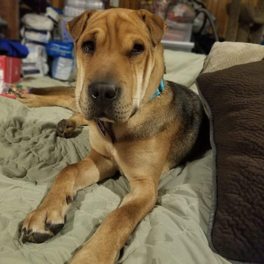 Enlarge Mable, a Adoptable mixed breed in Kokomo, IN image 1/12