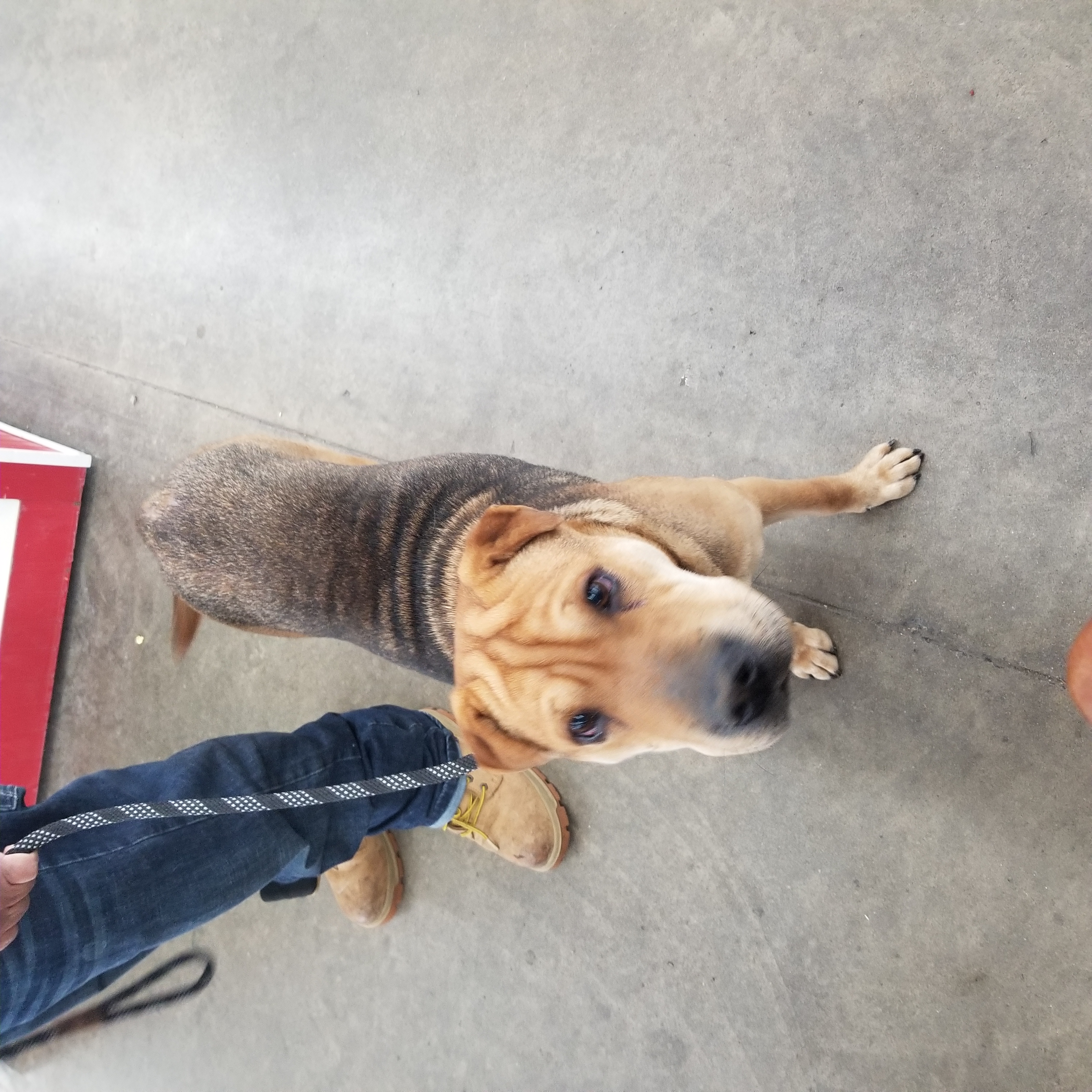 Enlarge Mable, a Adoptable mixed breed in Kokomo, IN image 11/12