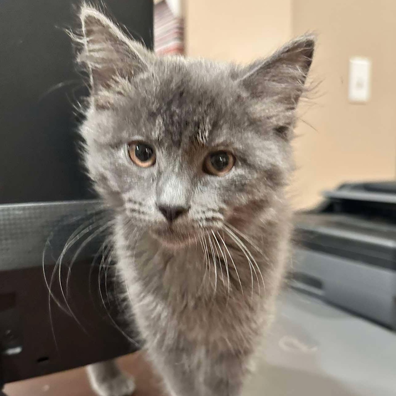 Lucas, adopted, Kitten Male Domestic Long Hair.