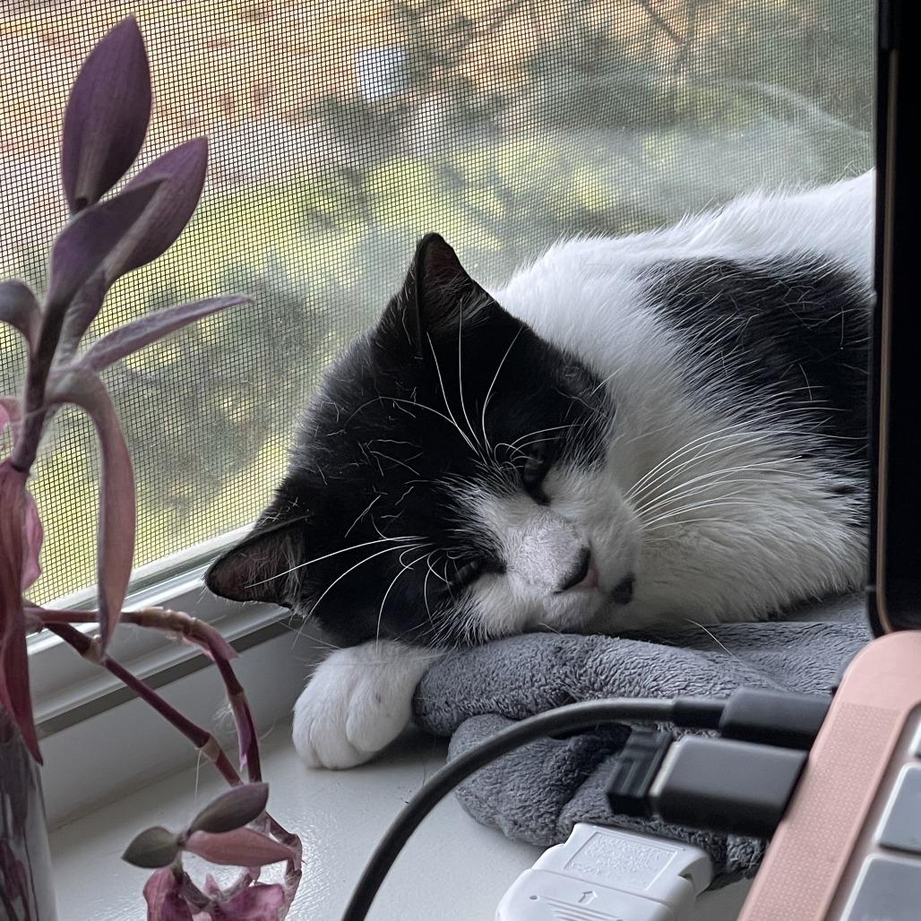 Florence, Adoptable, Adult Female Domestic Short Hair.