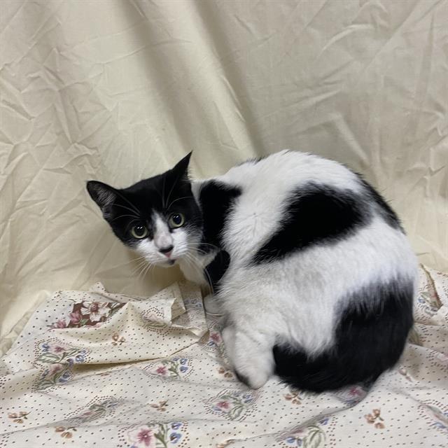 Florence, a Adoptable Domestic Short Hair in Incline Village, NV image 2/6