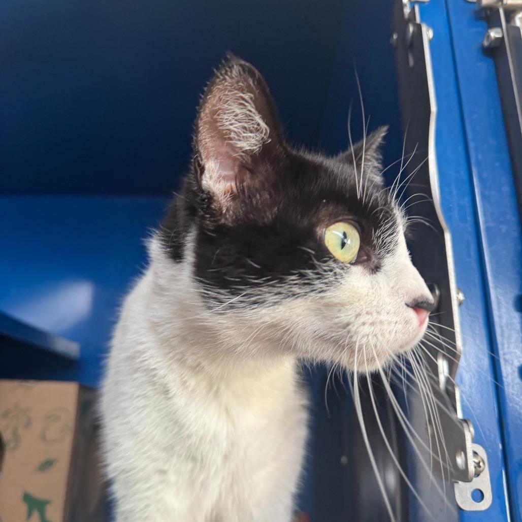 Florence, a Adoptable Domestic Short Hair in Incline Village, NV image 3/6