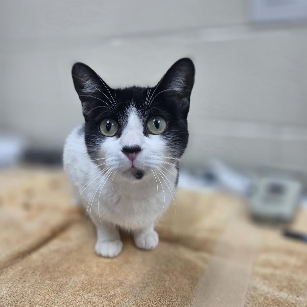 Florence, a Adoptable Domestic Short Hair in Incline Village, NV image 4/6