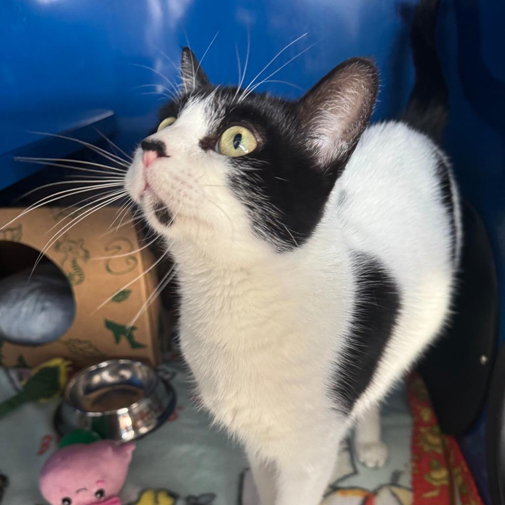 Florence, a Adoptable Domestic Short Hair in Incline Village, NV image 5/6