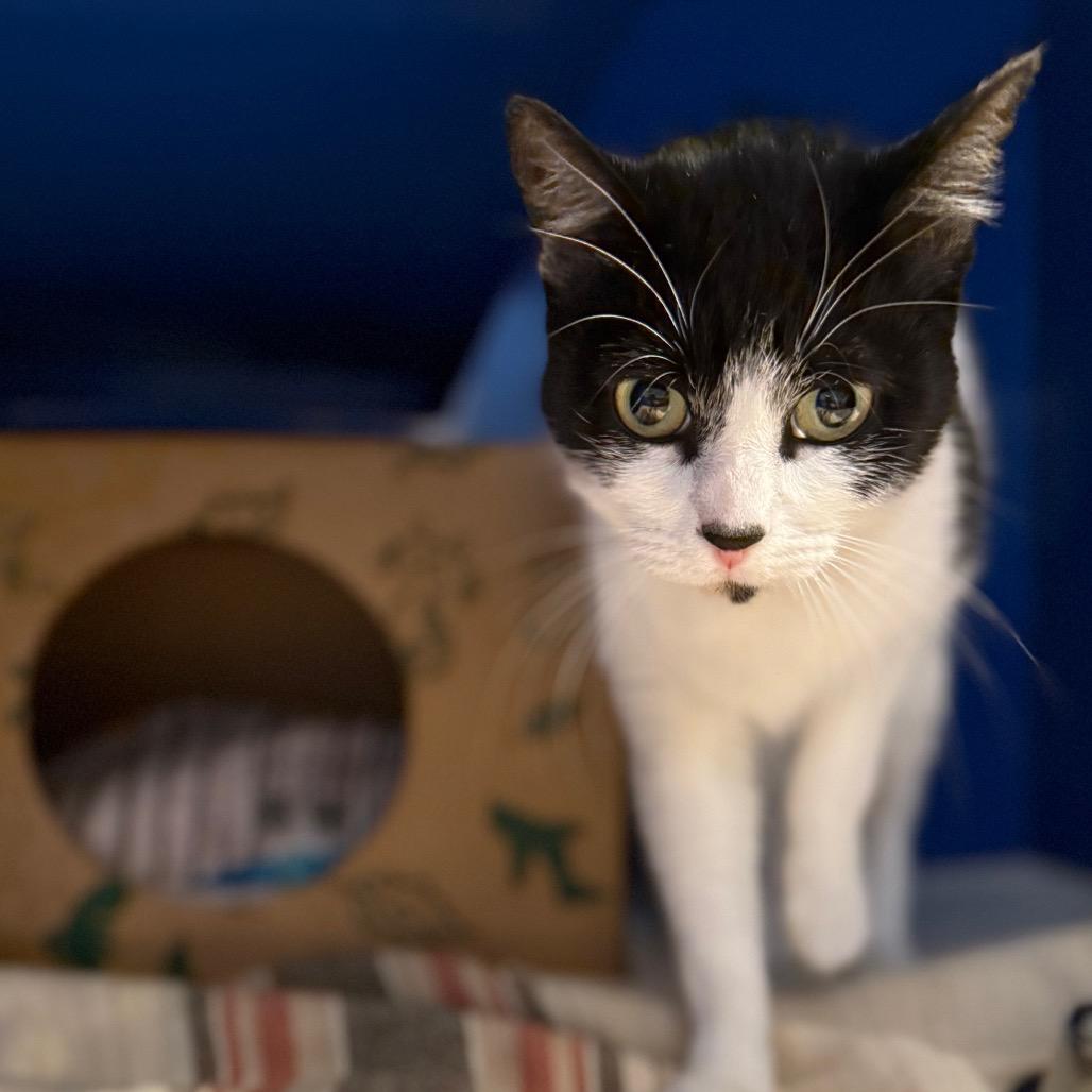 Florence, a Adoptable Domestic Short Hair in Incline Village, NV image 6/6