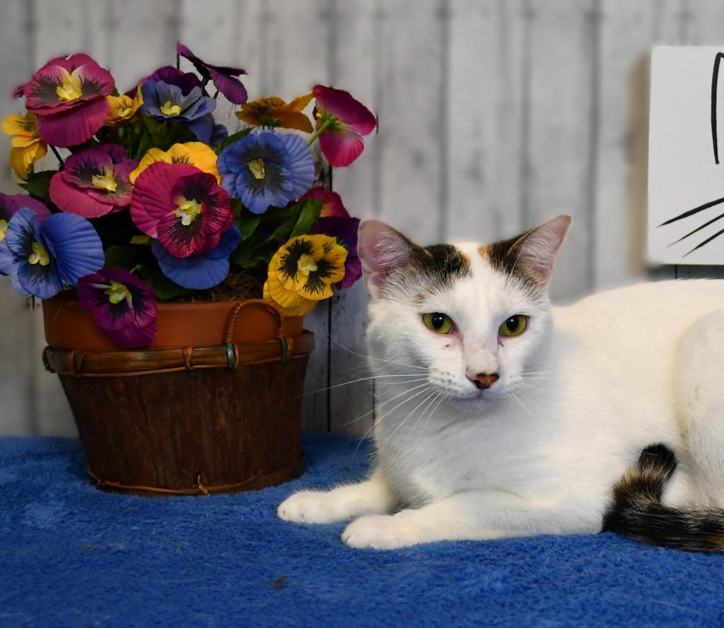 Enlarge Nicole, a Adoptable mixed breed in Roanoke, TX image 1/3