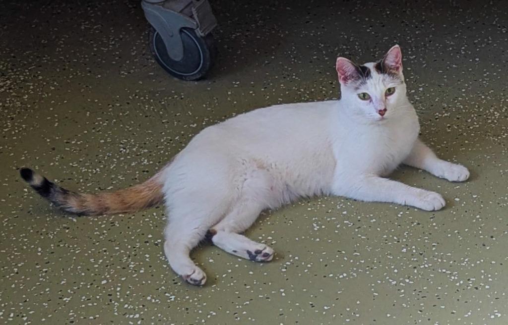 Nicole, Adoptable, Young Female Domestic Short Hair.