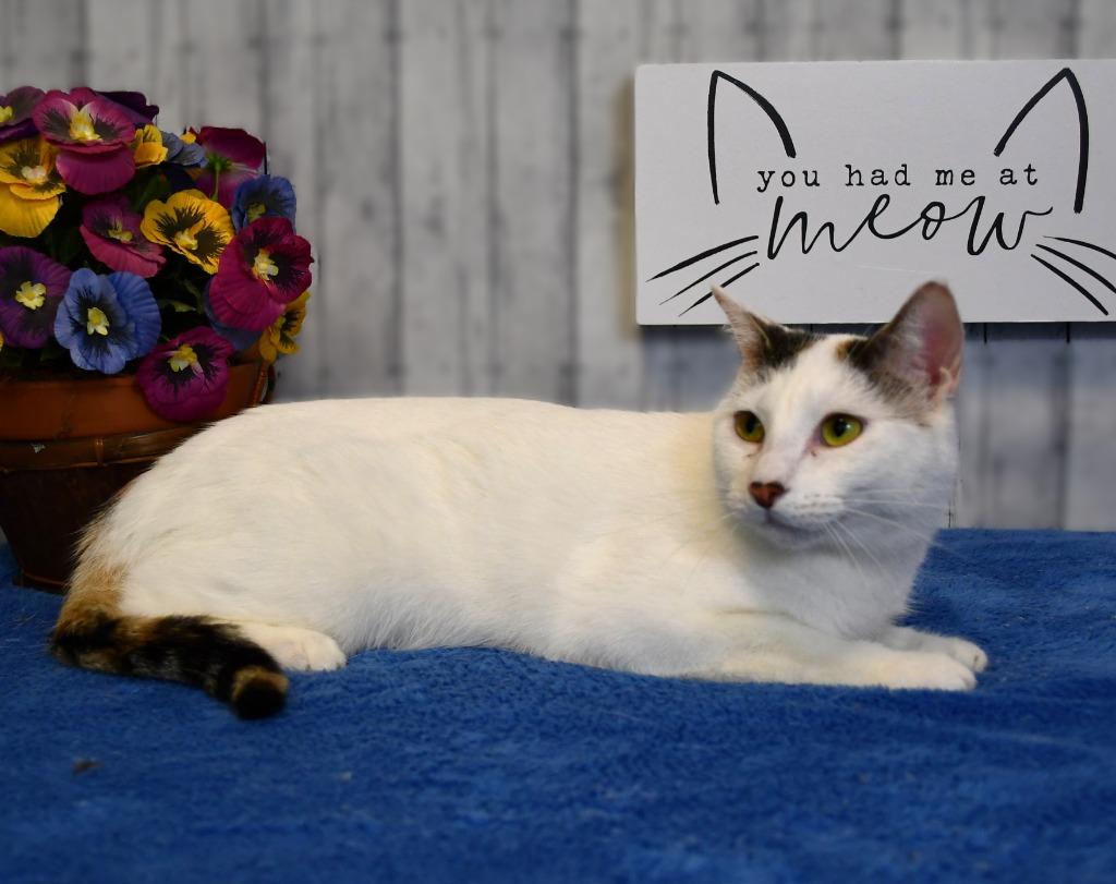 Enlarge Nicole, a Adoptable mixed breed in Roanoke, TX image 2/3